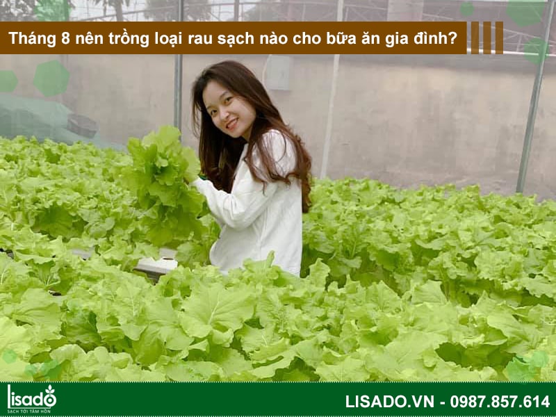 Tháng 8 nên trồng loại rau sạch nào cho bữa ăn gia đình?