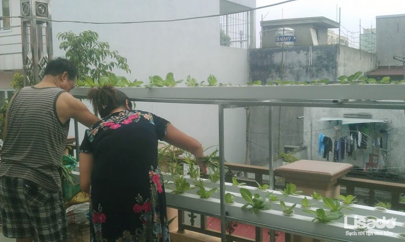 Dự án trồng rau thủy canh tại Sài Đồng - Hà Nội