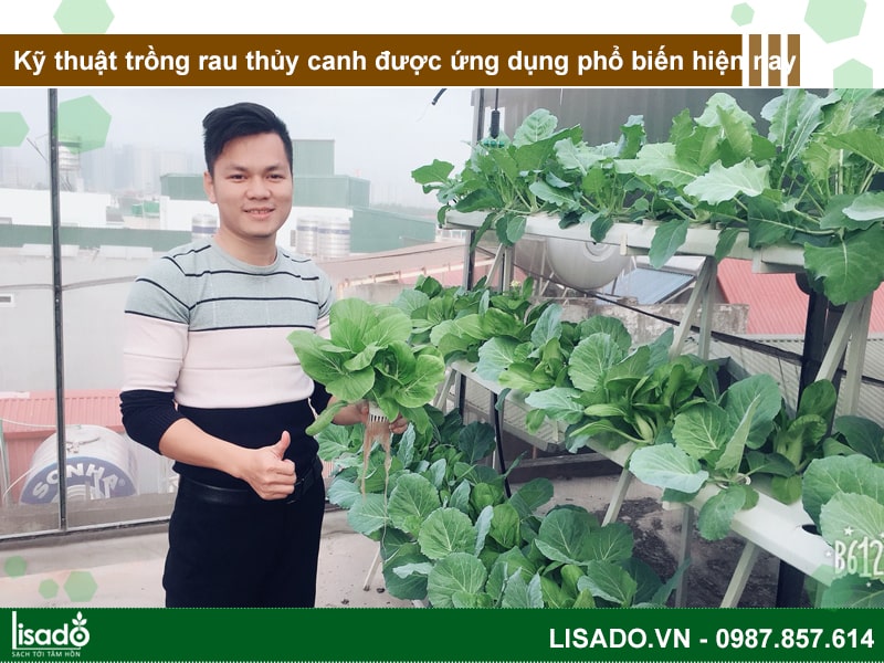 6 kỹ thuật trồng rau thủy canh được ứng dụng phổ biến hiện nay