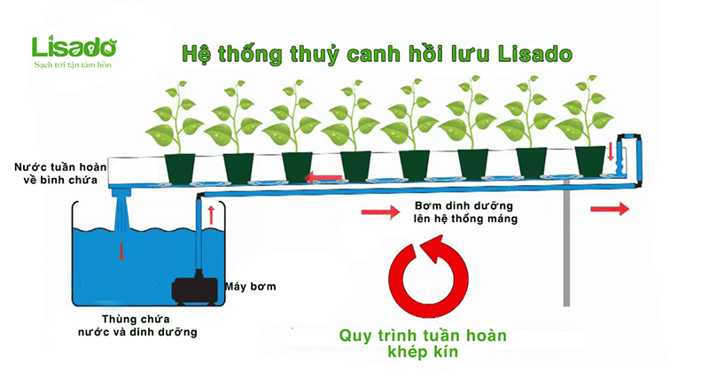 Hướng dẫn cách lắp đặt và trồng rau thuỷ canh hồi lưu tại nhà