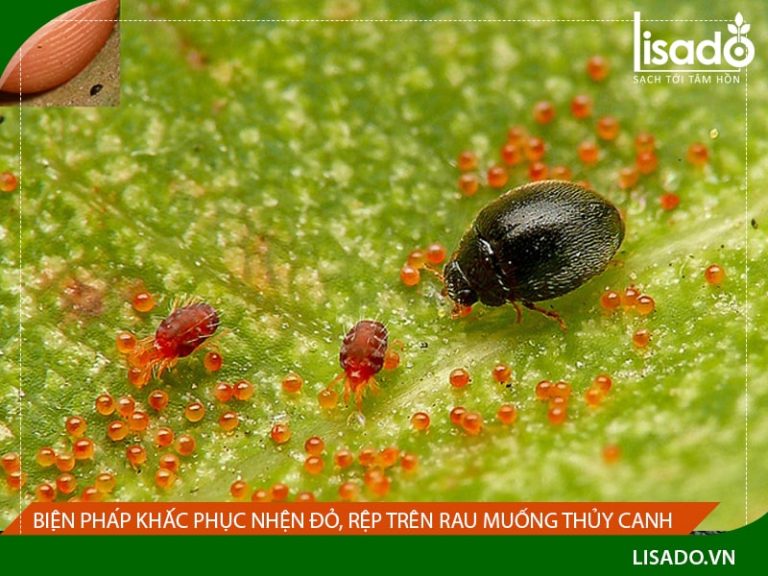 Biện pháp khắc phục nhện, rệp đỏ trên rau muống thủy canh | Lisado