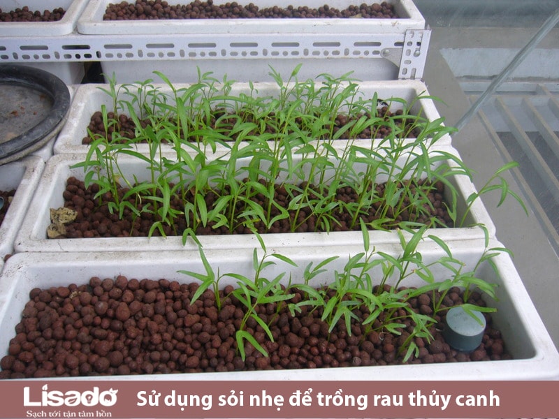 sỏi nhẹ trồng cây