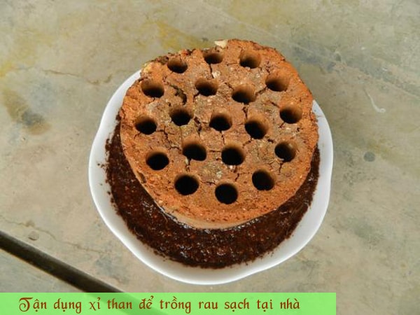 Tận dụng xỉ than để trồng rau sạch tại nhà