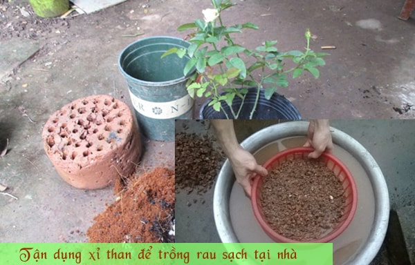 Tận dụng xỉ than để trồng rau sạch tại nhà