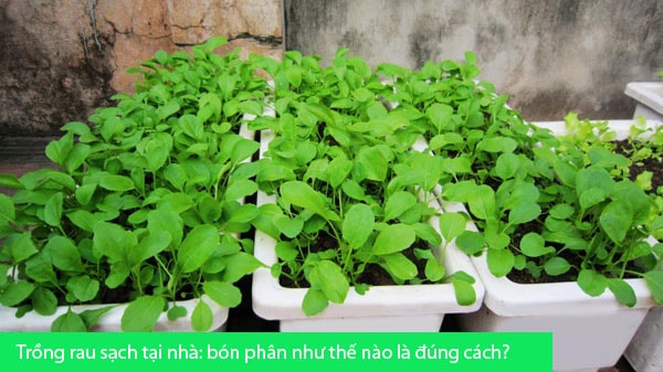 Trồng rau sạch tại nhà: bón phân như thế nào là đúng cách?