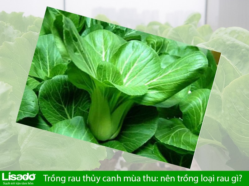 Trồng rau thủy canh mùa thu: nên trồng loại rau gì?