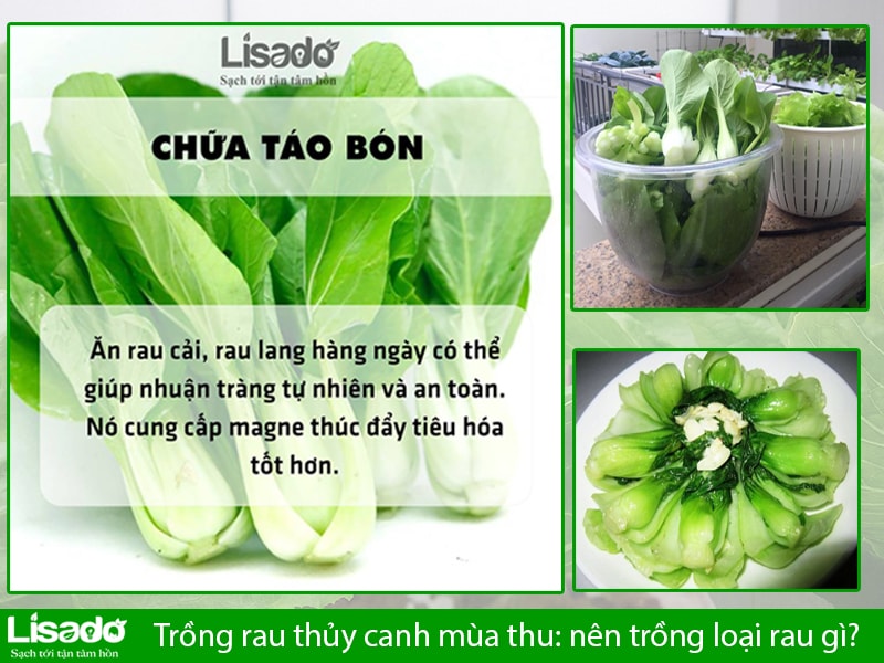 Trồng rau thủy canh mùa thu: nên trồng loại rau gì?