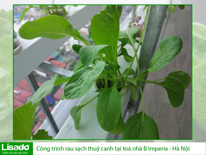 Công trình rau sạch thuỷ canh tại toà nhà B Imperia - Hà Nội