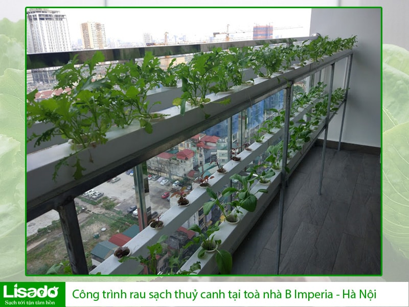 Công trình rau sạch thuỷ canh tại toà nhà B Imperia - Hà Nội