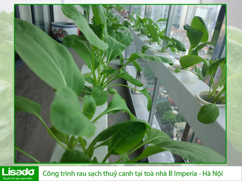 Công trình rau sạch thuỷ canh tại toà nhà B Imperia - Hà Nội