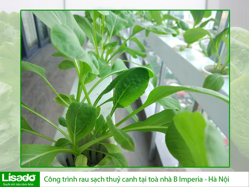 Công trình rau sạch thuỷ canh tại toà nhà B Imperia - Hà Nội