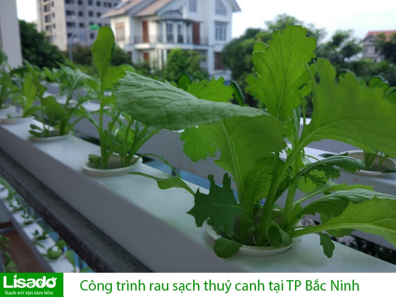 Công trình rau sạch thuỷ canh tại TP Bắc Ninh