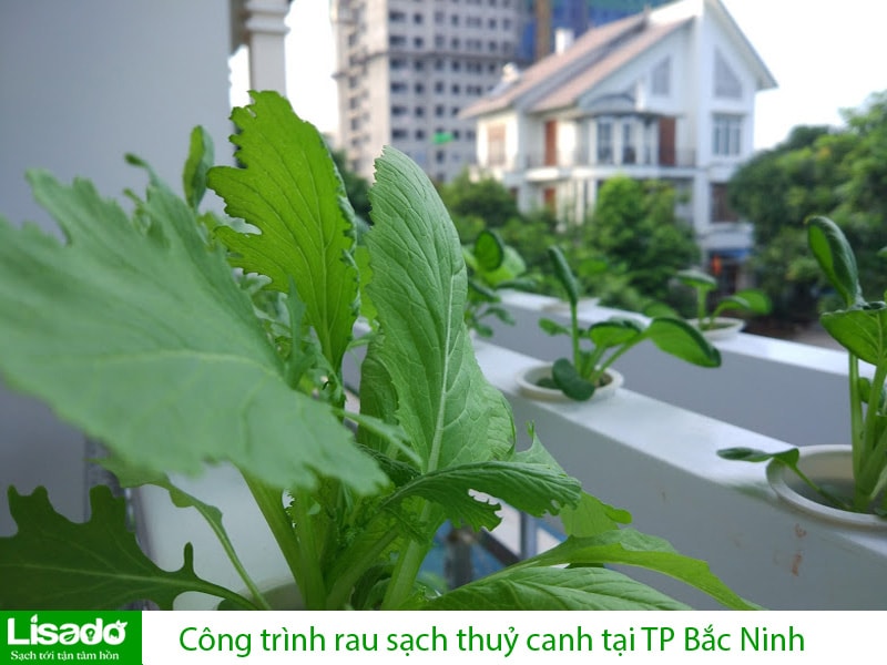 Công trình rau sạch thuỷ canh tại TP Bắc Ninh