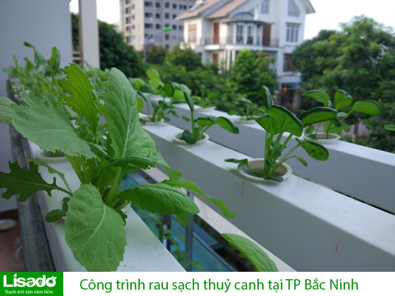 Công trình rau sạch thuỷ canh tại TP Bắc Ninh