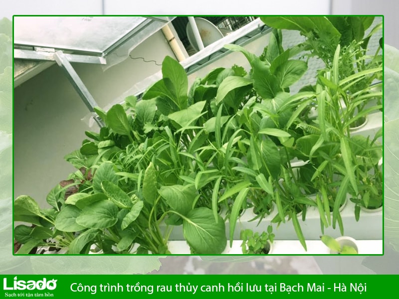 Công trình trồng rau thủy canh hồi lưu tại Bạch Mai - Hà Nội