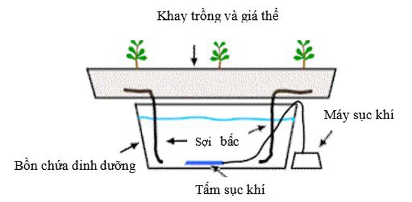 Tại sao trồng rau thủy canh tĩnh cần máy sục khí?