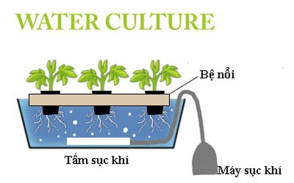 Tại sao trồng rau thủy canh tĩnh cần máy sục khí?
