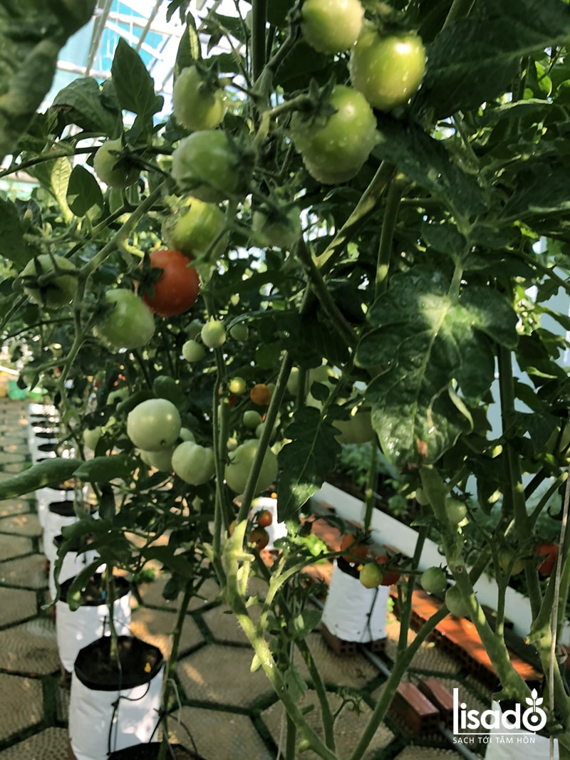 Hướng dẫn cách trồng dưa chuột và cà chua bằng phương pháp tưới nhỏ giọt