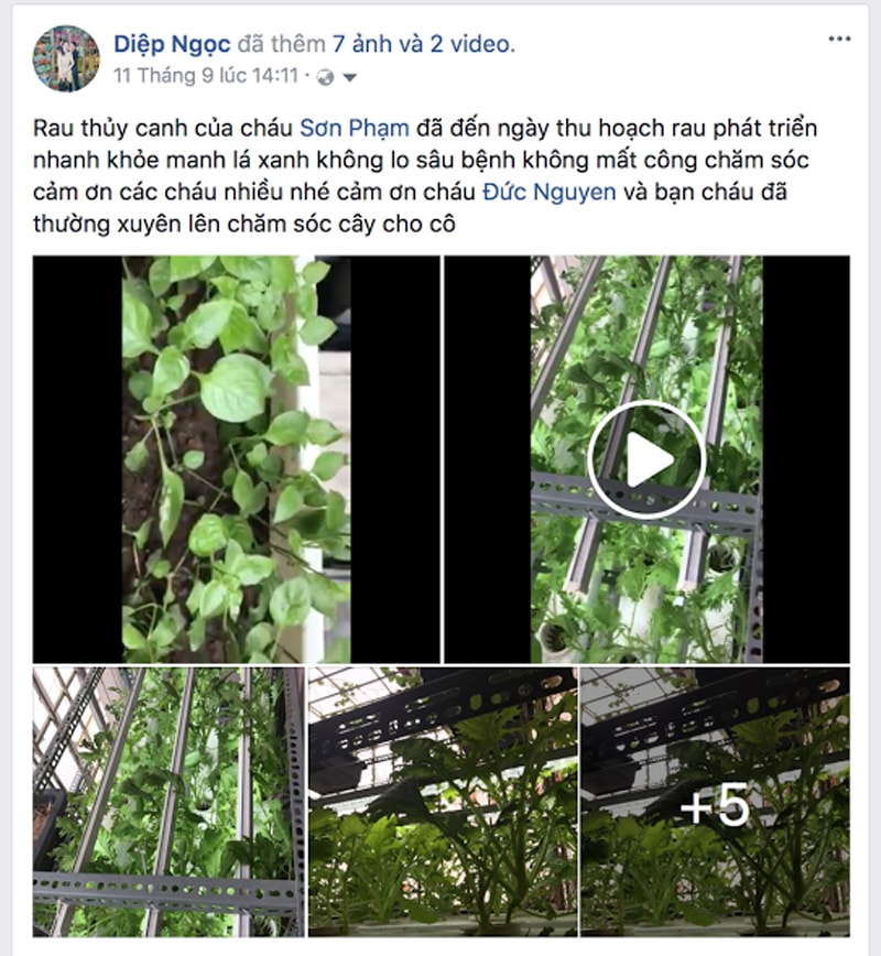 Công trình trồng rau bằng đèn led nhà cô Diệp - Hà Nội