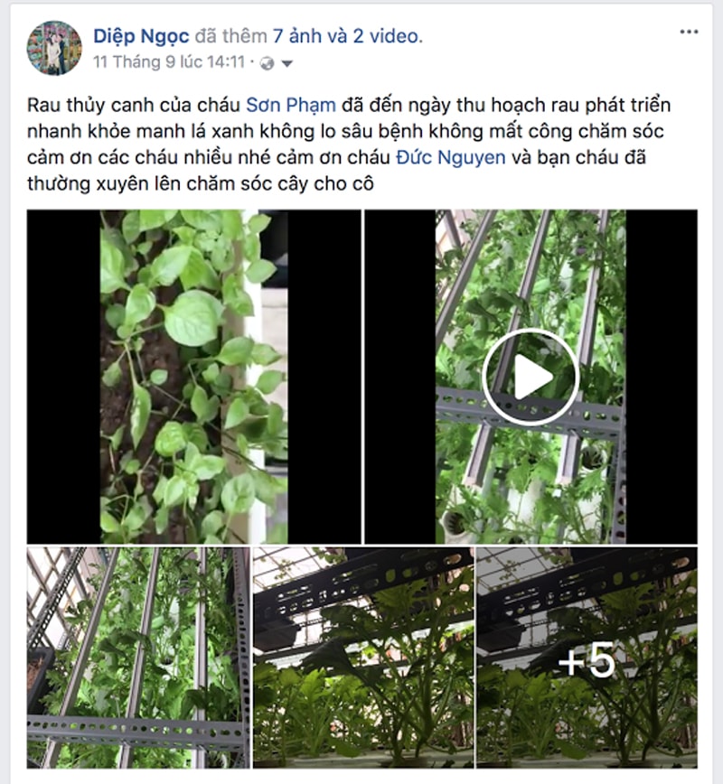 Công trình trồng rau bằng đèn led nhà cô Diệp - Hà Nội