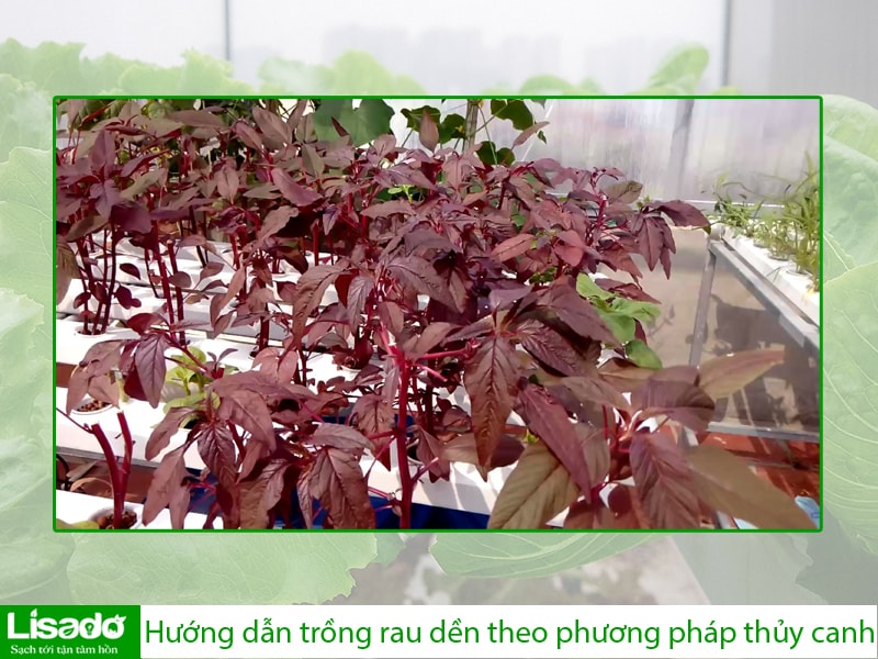 Hướng dẫn trồng rau dền theo phương pháp thủy canh