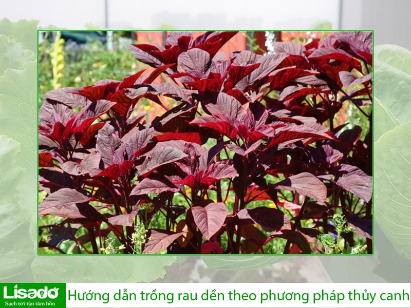 Hướng dẫn trồng rau dền theo phương pháp thủy canh