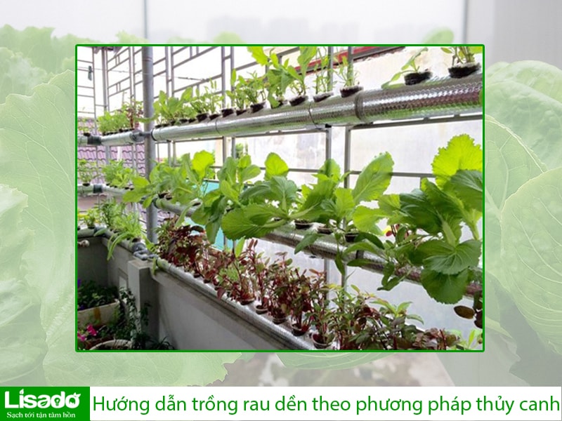 Hướng dẫn trồng rau dền theo phương pháp thủy canh