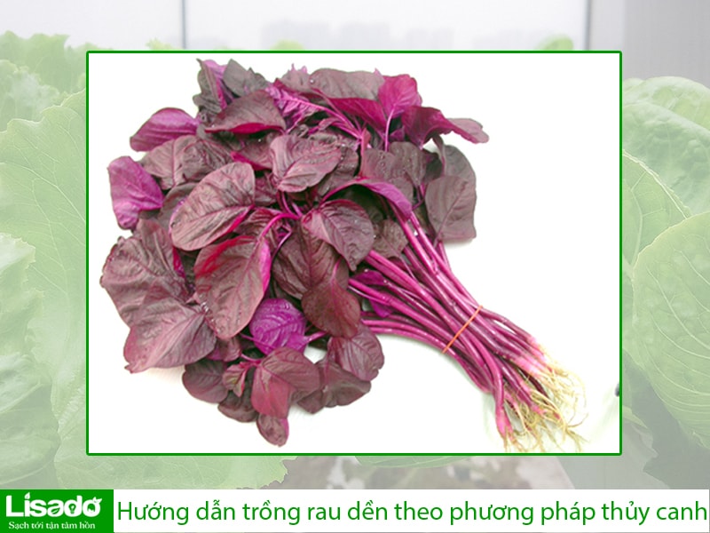 Hướng dẫn trồng rau dền theo phương pháp thủy canh