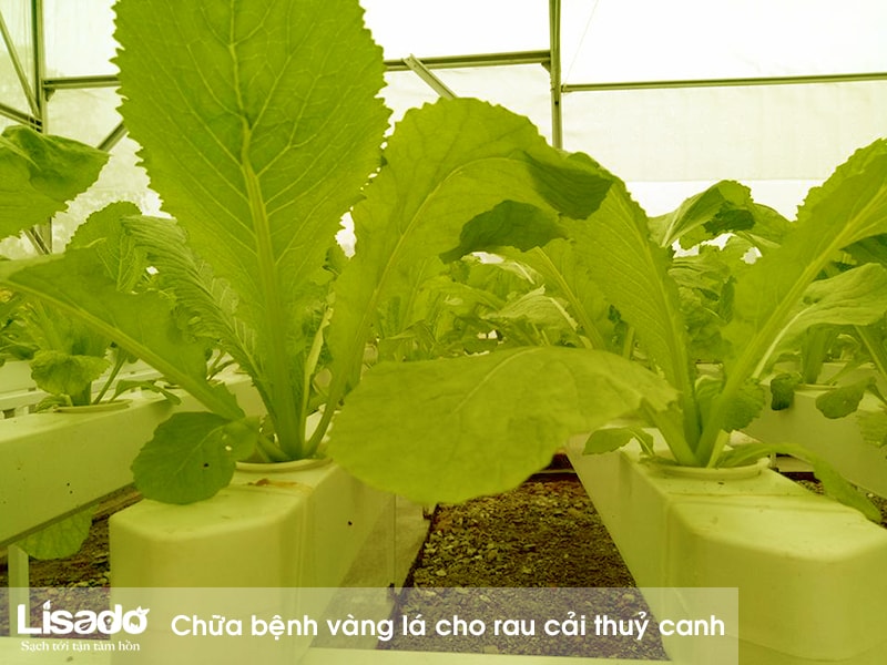 Chữa bệnh vàng lá cho rau cải thuỷ canh