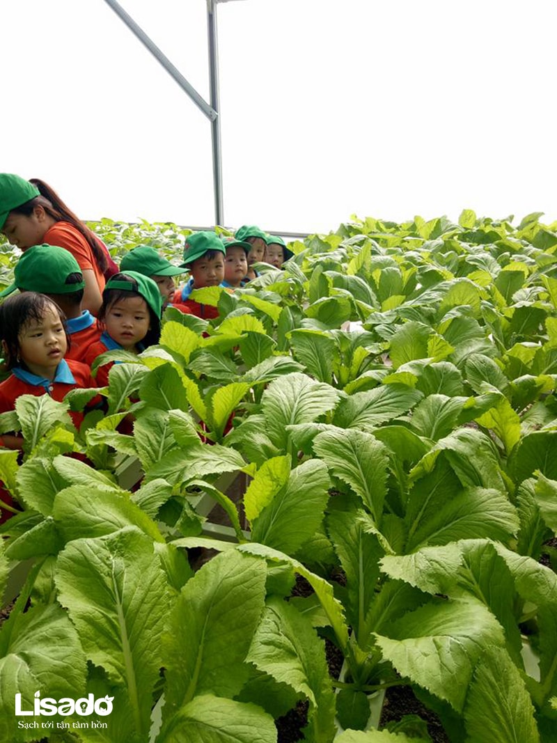 Nông dân trẻ Nguyễn Du Garden đi dã ngoại với mô hình trồng rau thủy canh