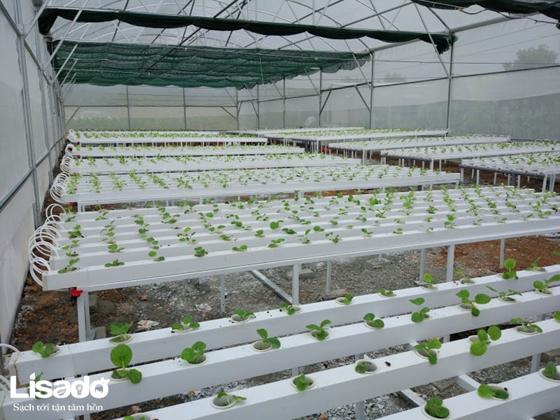 Dự án trồng rau thủy canh thuần chủng tại Ngọc Sơn - Hà Tĩnh