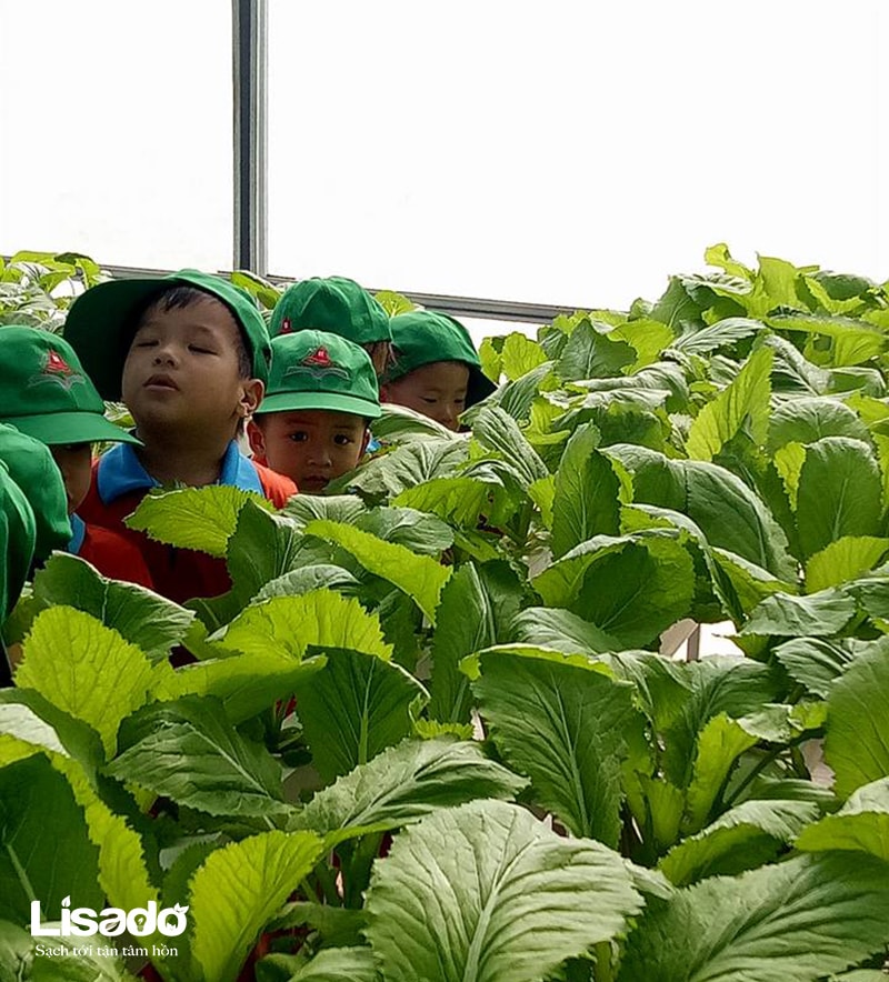 Các nông dân nhí trường mầm non Nguyễn Du đi dã ngoại mô hình trồng rau thủy canh