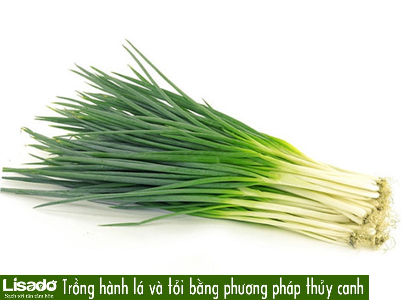 13 loại rau dễ trồng bằng phương pháp thủy canh?