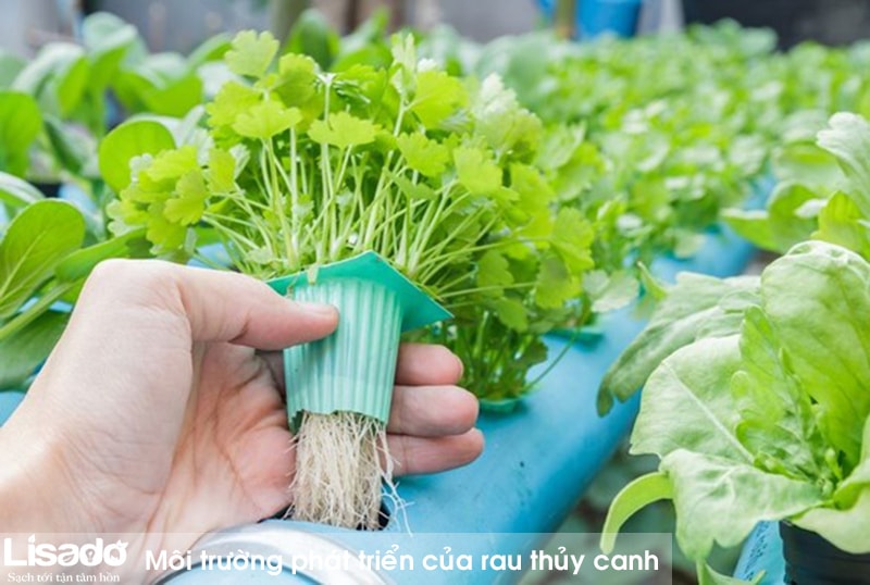 Môi trường phát triển của rau thủy canh (giá thể thủy canh)