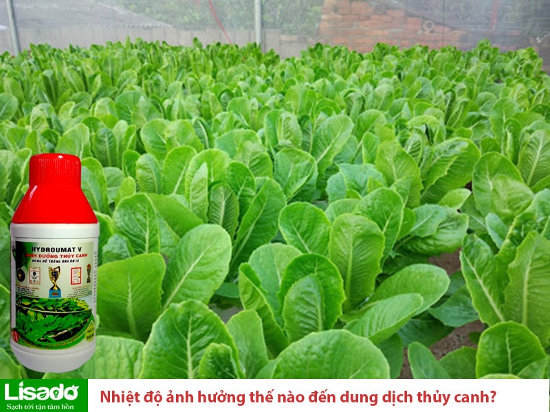 Nhiệt độ có ảnh hưởng như thế nào đến dung dịch thủy canh?