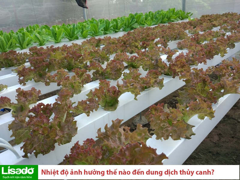 Nhiệt độ có ảnh hưởng như thế nào đến dung dịch thủy canh?