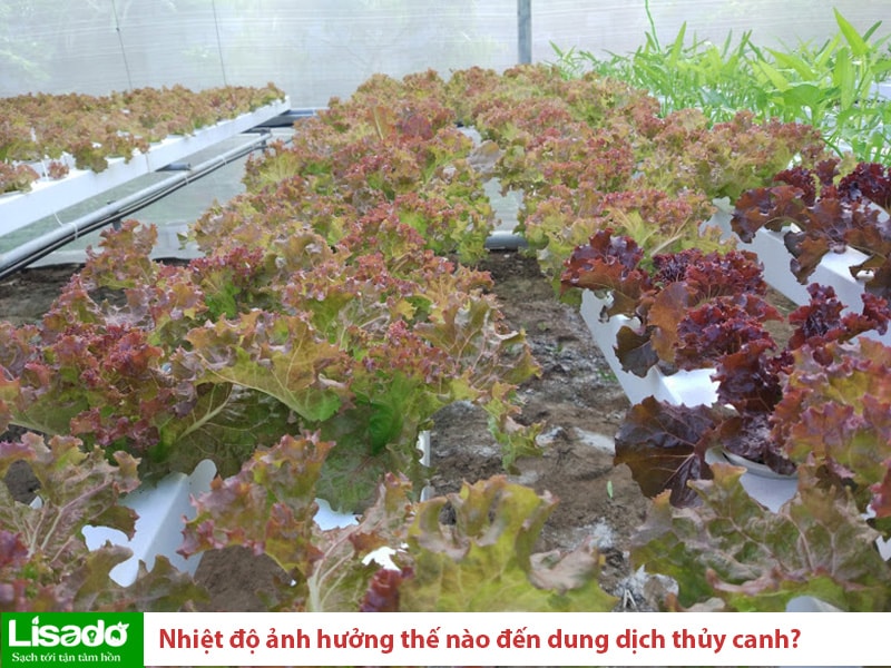 Nhiệt độ có ảnh hưởng như thế nào đến dung dịch thủy canh?