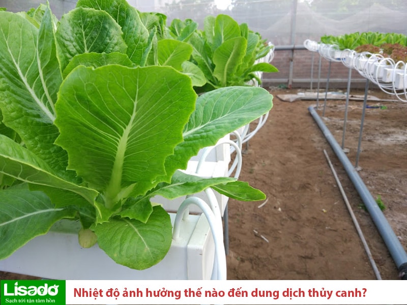 Nhiệt độ có ảnh hưởng như thế nào đến dung dịch thủy canh?