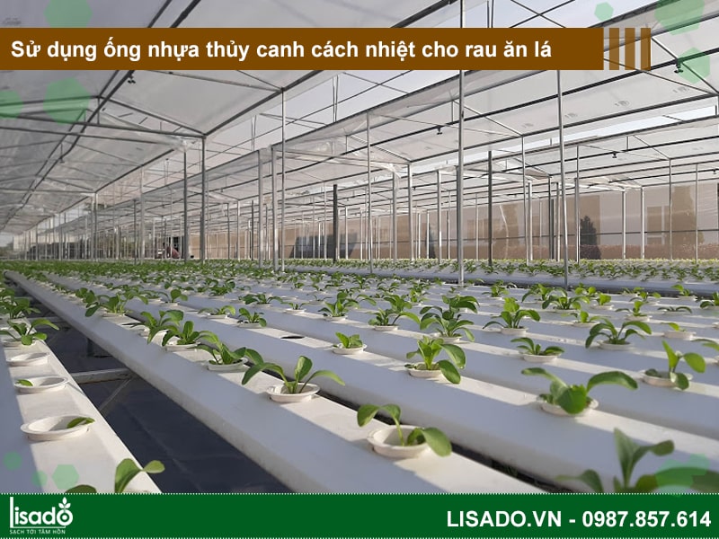 Sử dụng ống nhựa thủy canh cách nhiệt cho rau ăn lá