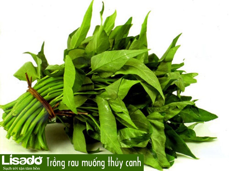 13 loại rau dễ trồng bằng phương pháp thủy canh?