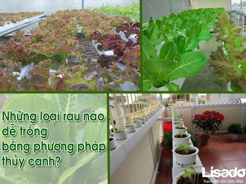 13 loại rau dễ trồng bằng phương pháp thủy canh?