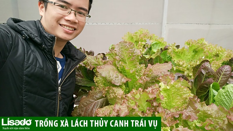 cách trồng rau xà lách trong chai nhựa