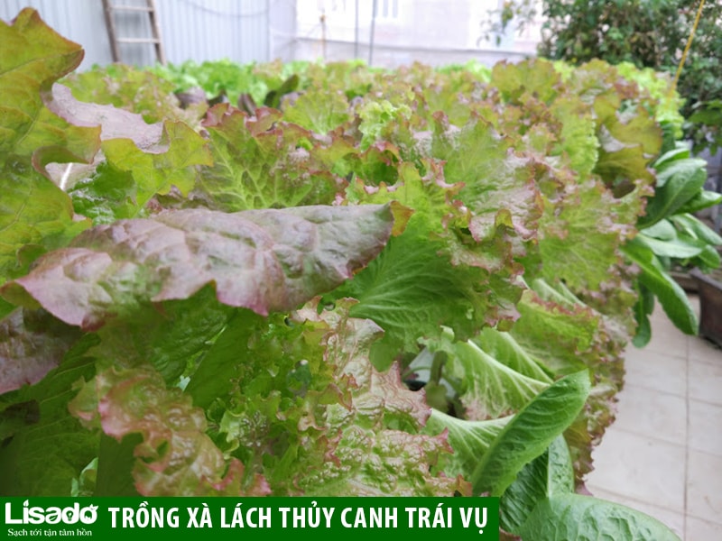 cách trồng rau xà lách trong chai nhựa