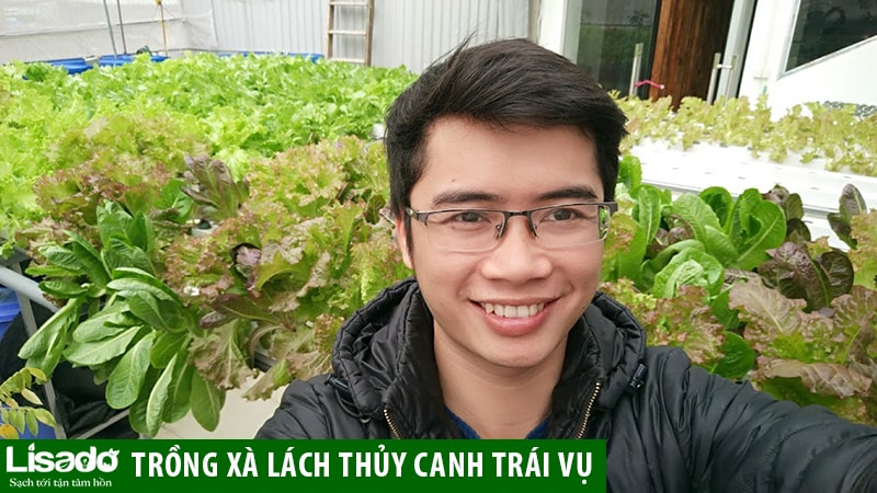 cách trồng rau xà lách trong chai nhựa