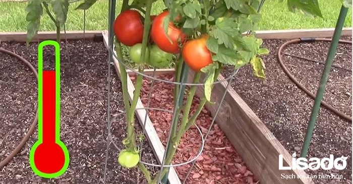 Tìm hiểu quy trình trồng cà chua trong nhà kính của nước ngoài