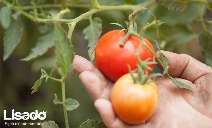 Tìm hiểu quy trình trồng cà chua trong nhà kính ở nước ngoài