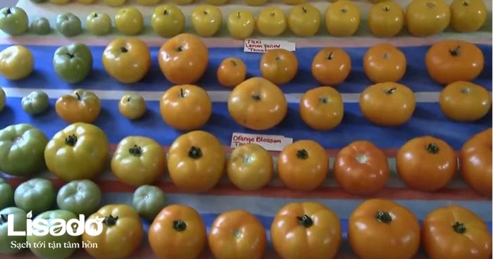 Tìm hiểu quy trình trồng cà chua trong nhà kính ở nước ngoài