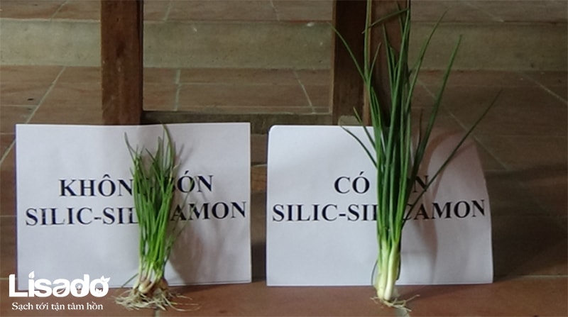Vai trò của Silic trong trồng rau thủy canh