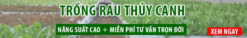 Trồng rau thủy canh tại nhà