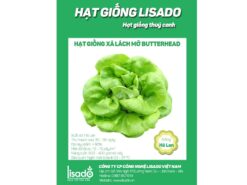 Hạt giống xà lách Butterhead